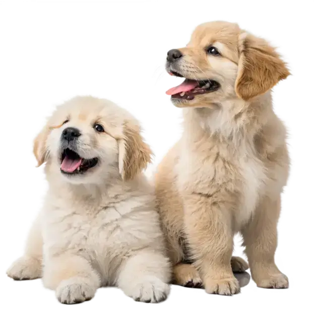 cachorros alegres sentados