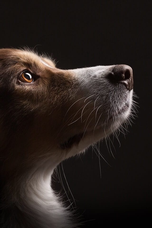 perro mirando hacia arriba en fondo oscuro