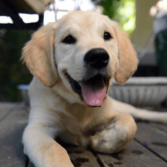 Cachorro sentado mirando a la cámara
