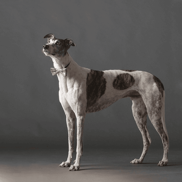 perro raza galgo con corbata