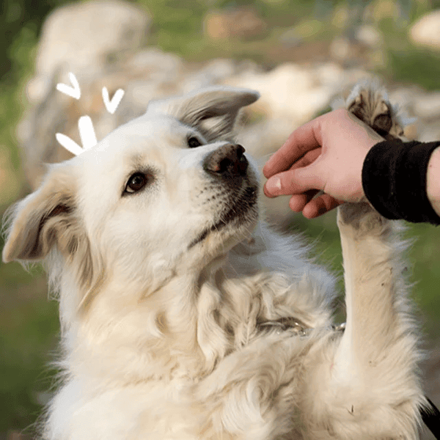 Perro recibiendo un snack