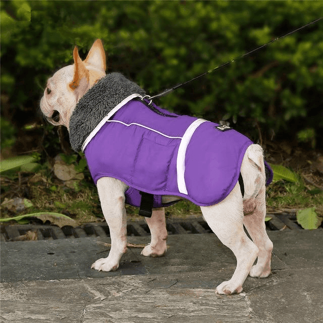 perro abrigado al aire libre