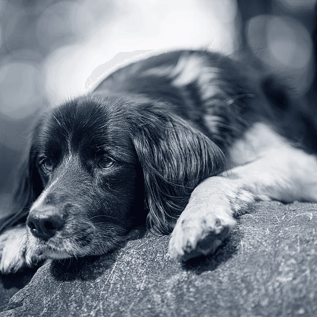 Perro triste acostado