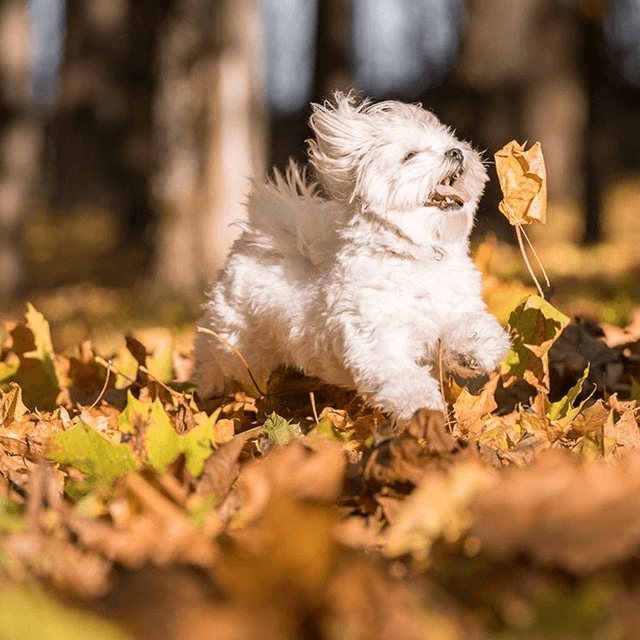 Perro pequeño jugando