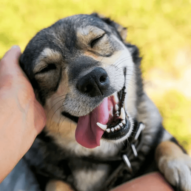perro sonriente siendo acariciado