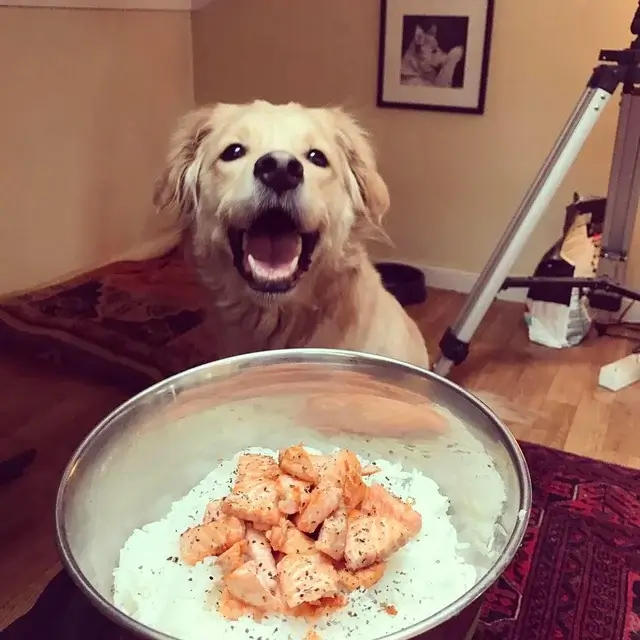 perro feliz comiendo