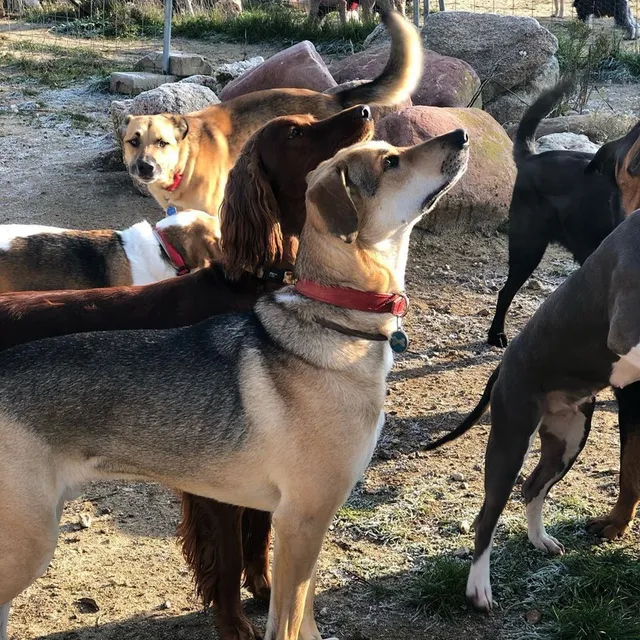 La importancia de la sociabilidad en perros