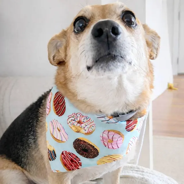 Cuidados para nuestros perritos este 18 de Septiembre
